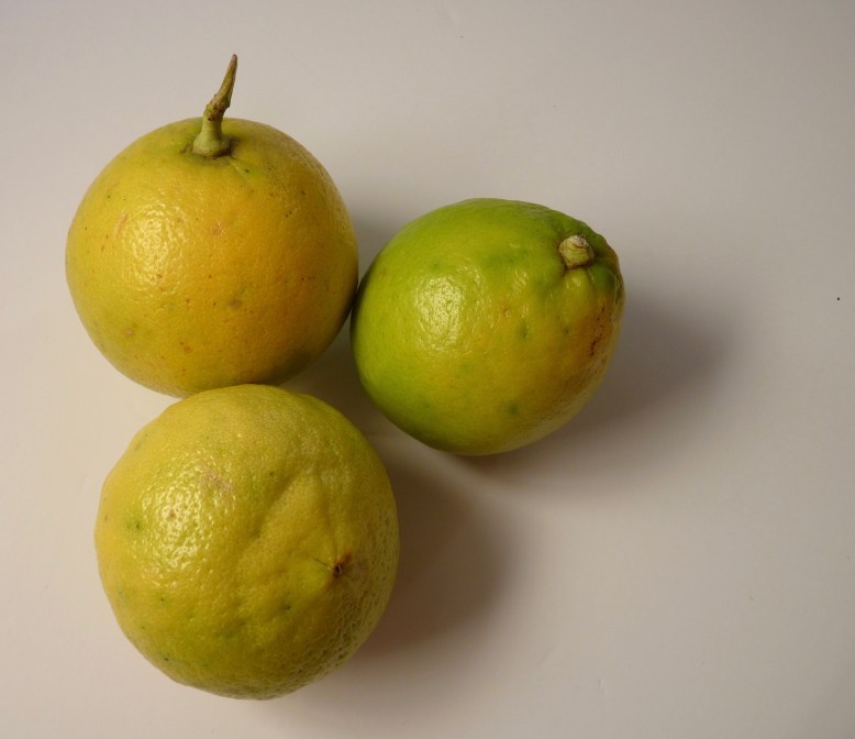 Bergamot oranges fruit